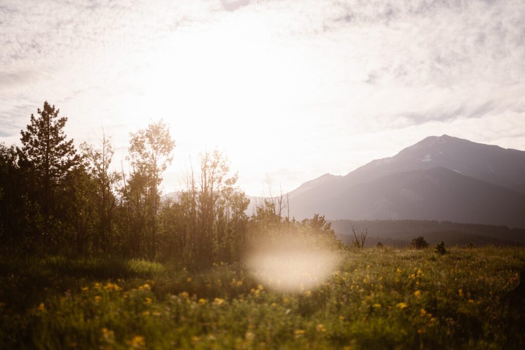 meadow view of June wildflowers in Colorado