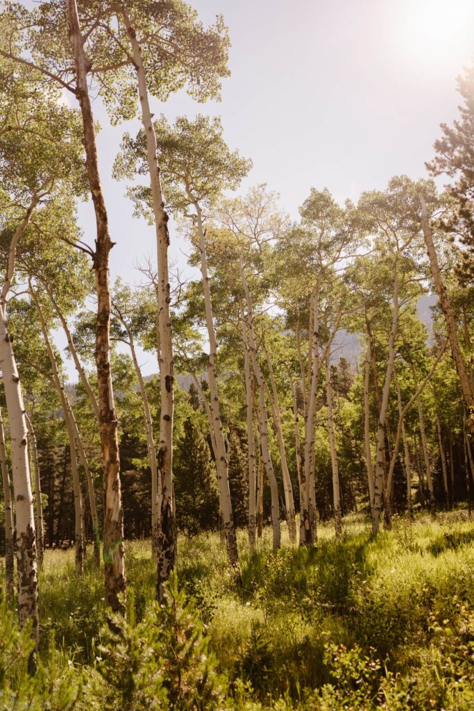 Aspen grove at the Dao House