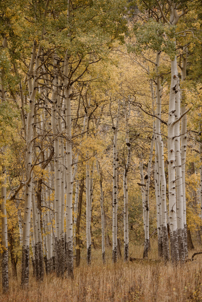 Yellow aspen grove in Rocky Mountain National Park