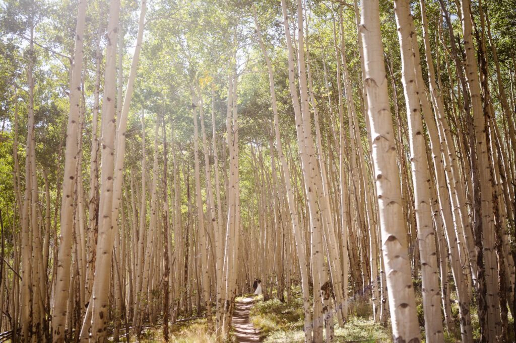 Couple hiking through aspen grove on their elopement day