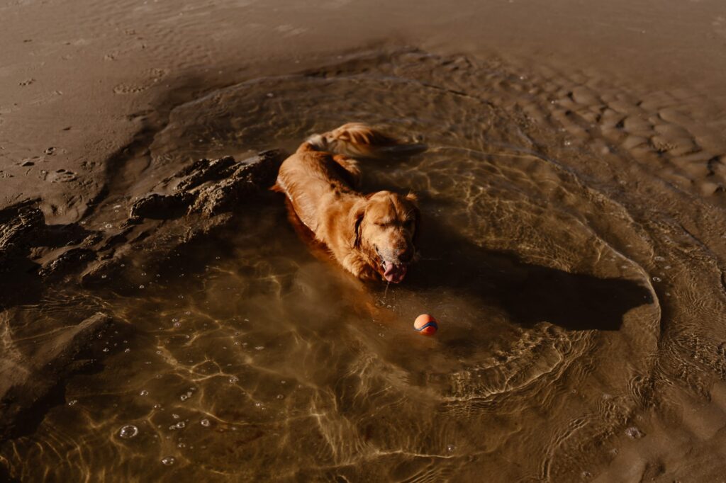 Dog playing in the water at a beach near Portland, Maine