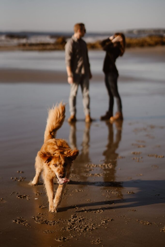 Dog running down a sandy beach during lifestyle portrait session