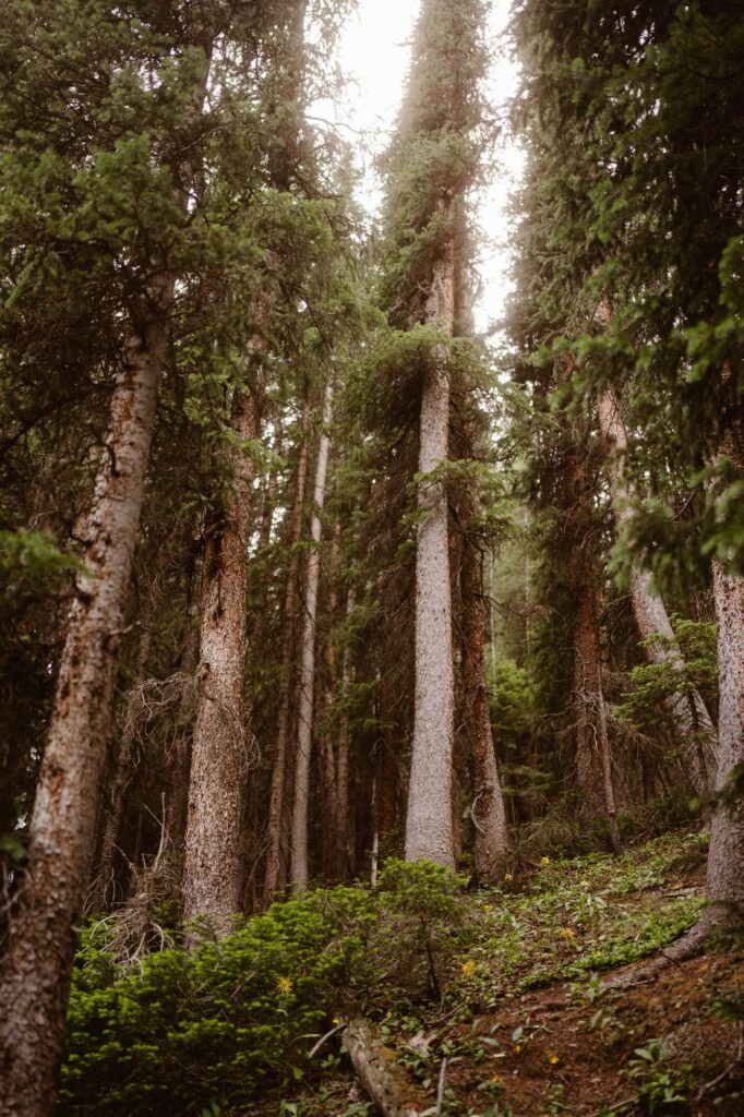Tall trees in the Colorado forest