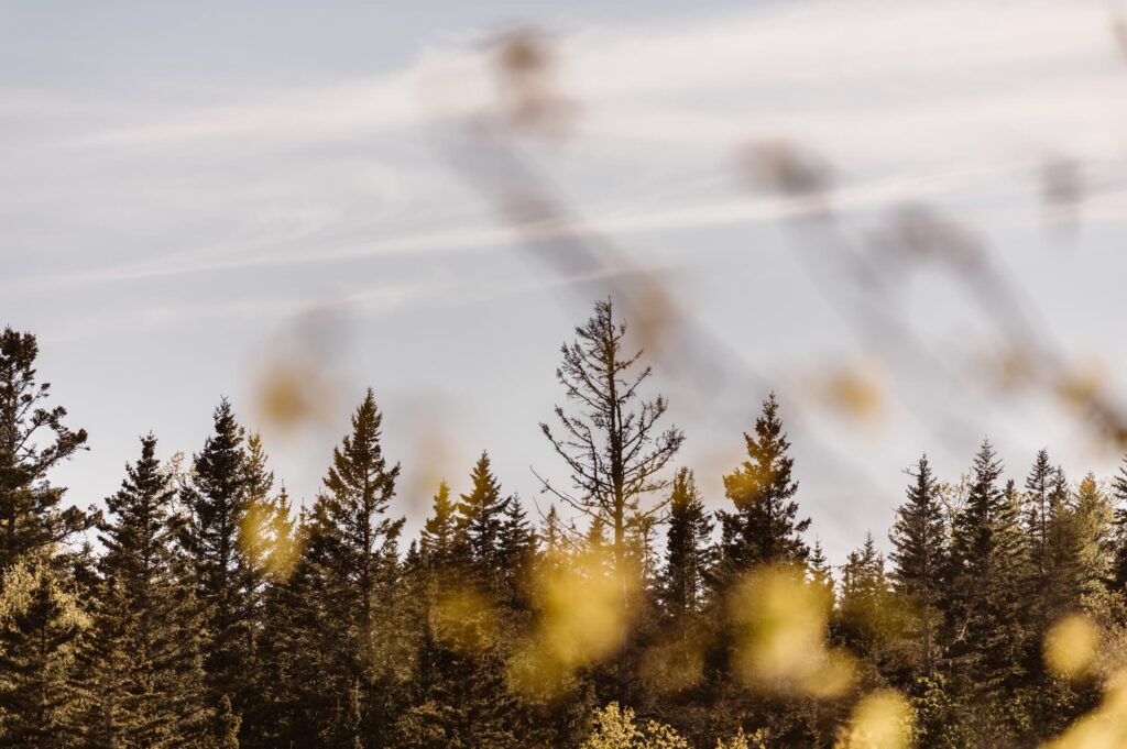 Artistic photo of pine trees and golden leaves