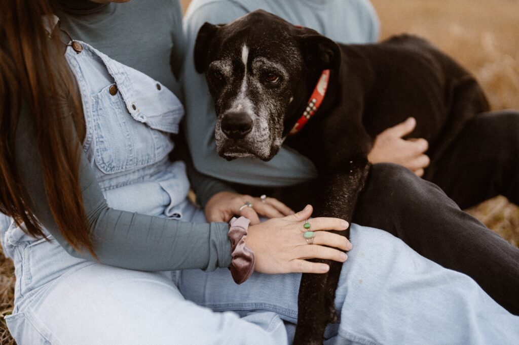 Senior dog sitting on parents lap