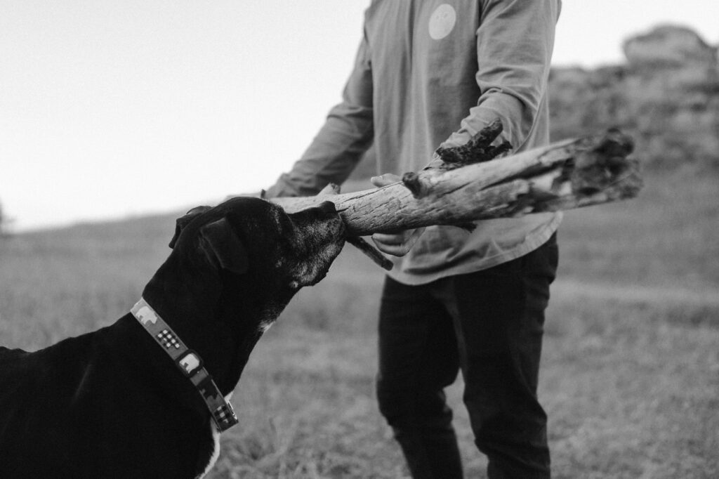 Dog lifestyle portrait session where dog is biting a log