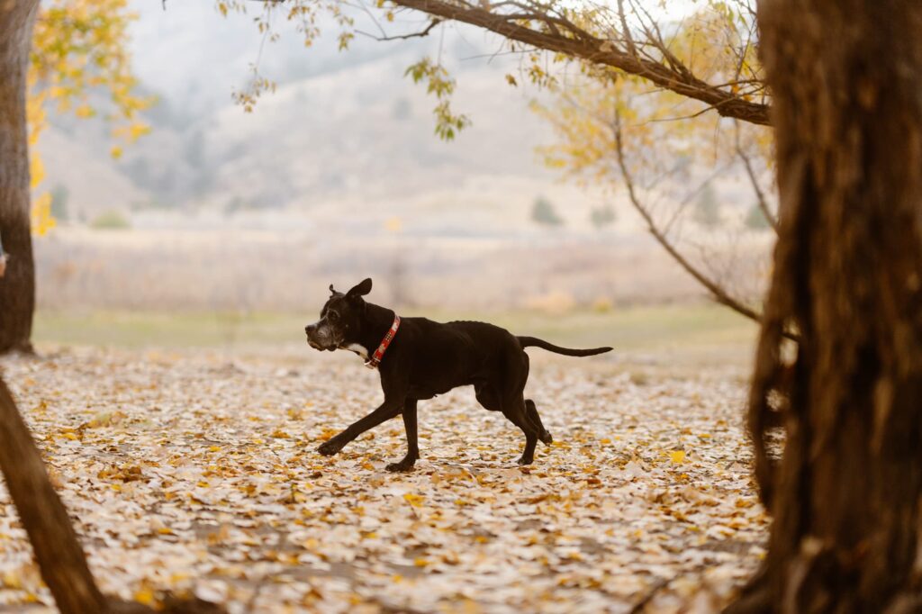 Dog running through leaves