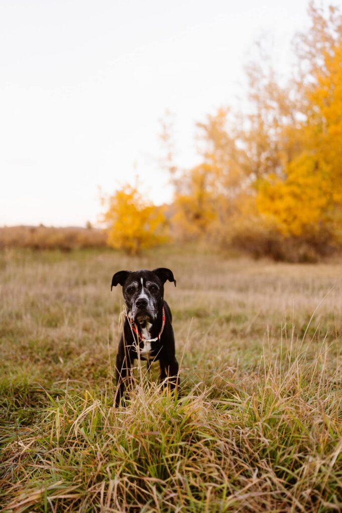 Dog with Autumn leaves in the distance