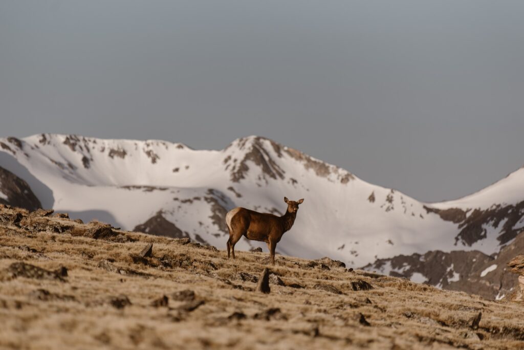 Elk looking majestic on top of Trail Ridge Road