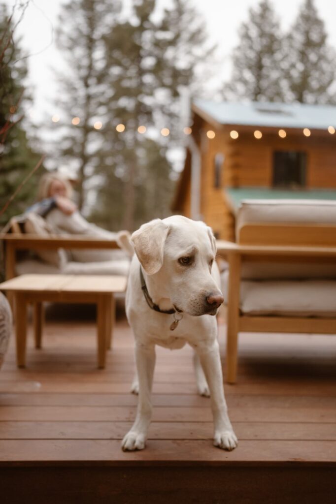 Close up of dog on the patio