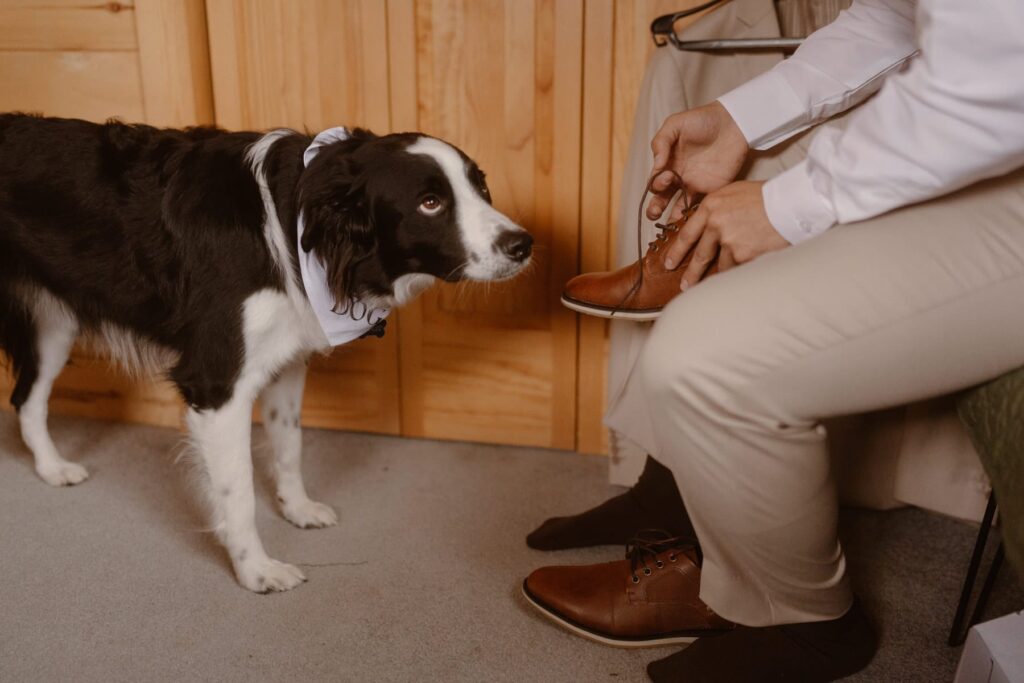 Dog looking up at the groom while he gets ready for his wedding day