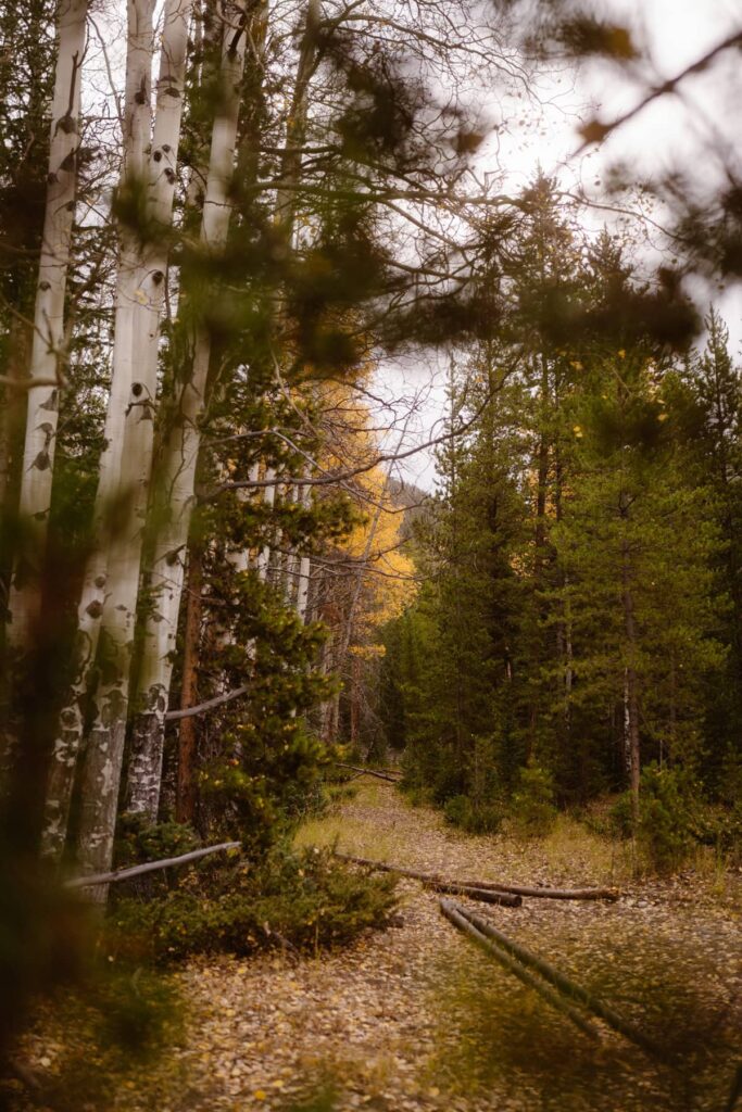 View of Fall leaves in RMNP