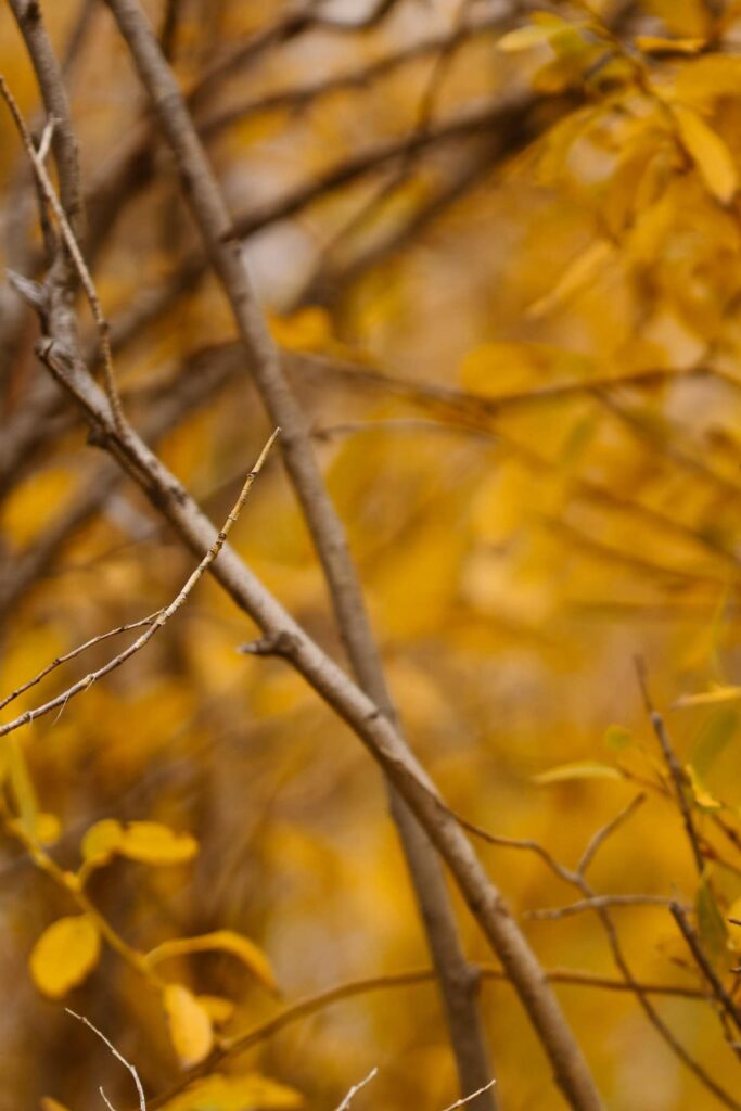 Beautiful golden leaves on the bushes