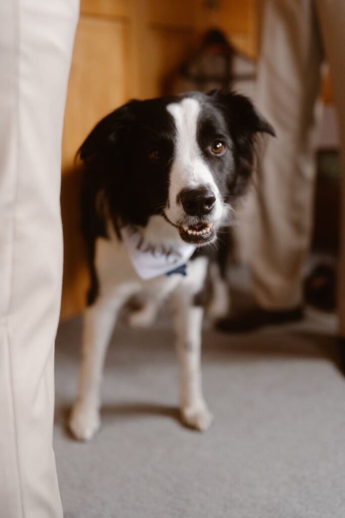 Best dog at the Colorado wedding