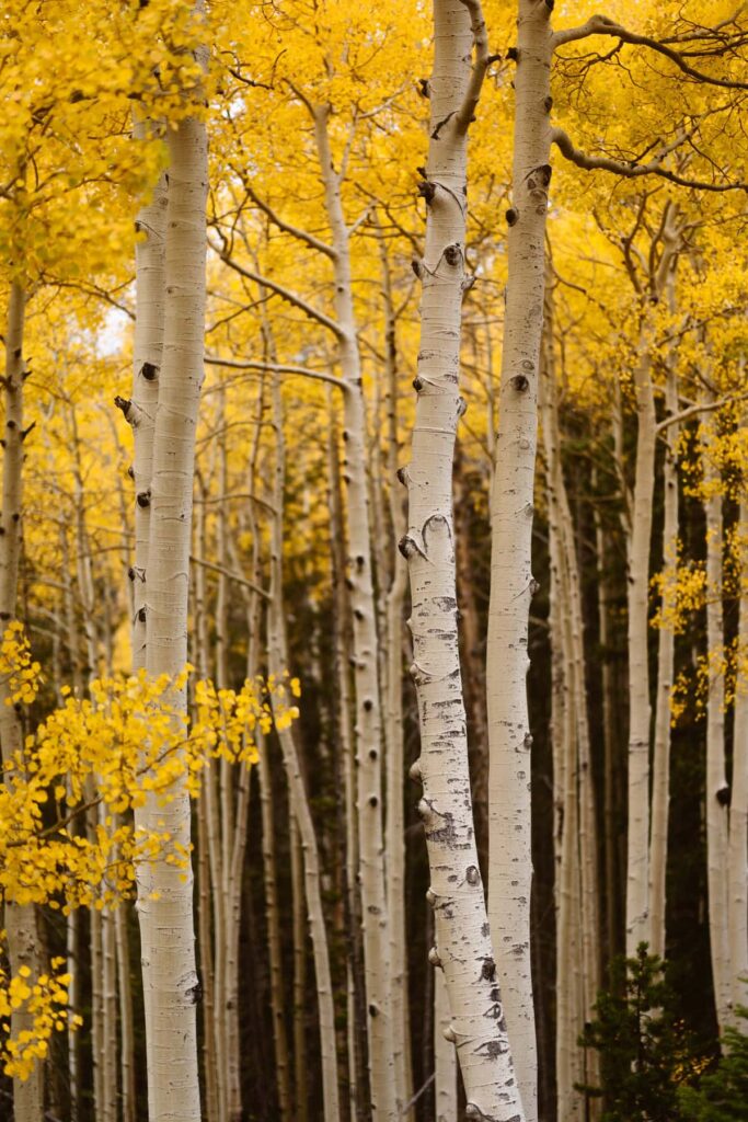 Aspen trees in Grand Lake, Colorado