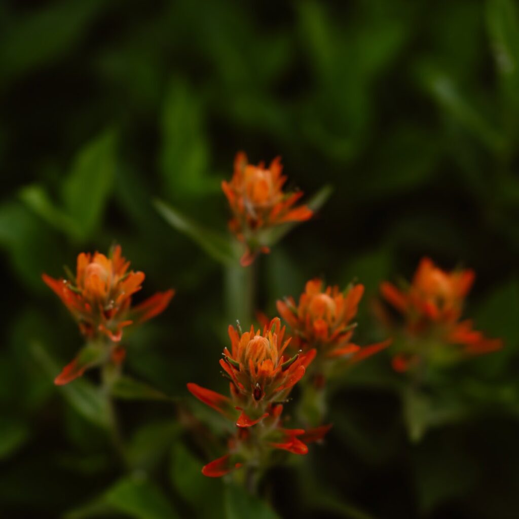 Indian paintbrush wildflower