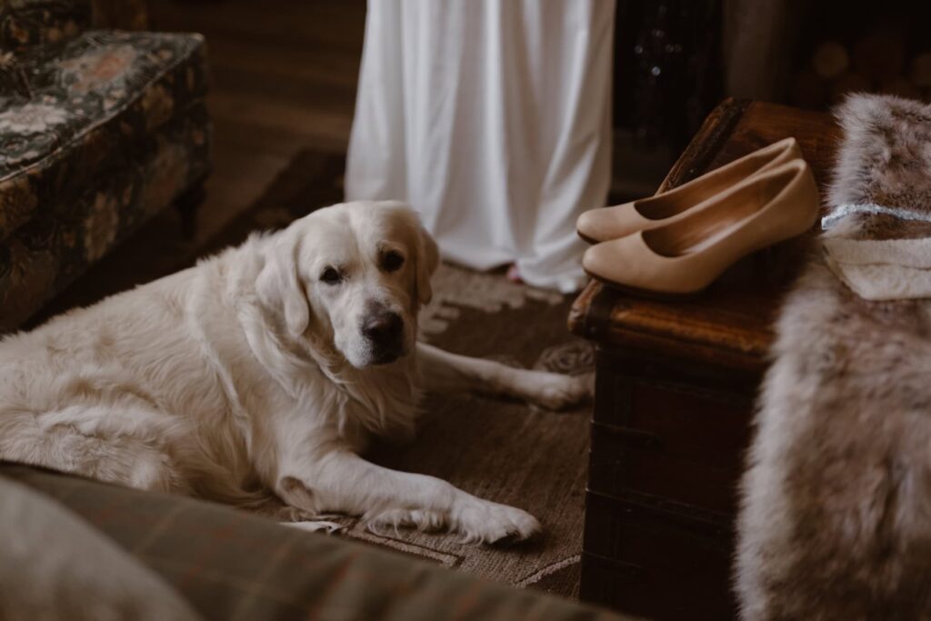 Dog laying on the carpet while bride gets ready for her wedding