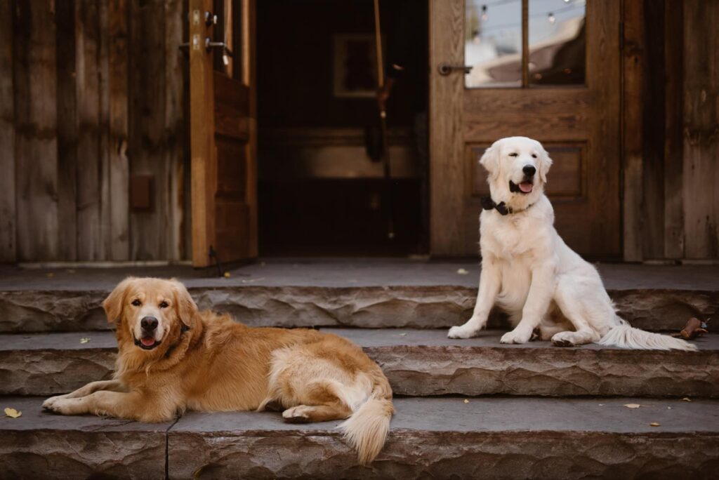 Dogs outside of Sopris House in the courtyard during Crested Butte, CO wedding