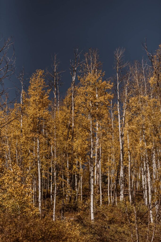 Yellow aspen grove along Kebler Pass in Crested Butte, Colorado