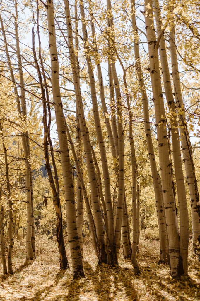 Yellow aspen grove along Kebler Pass