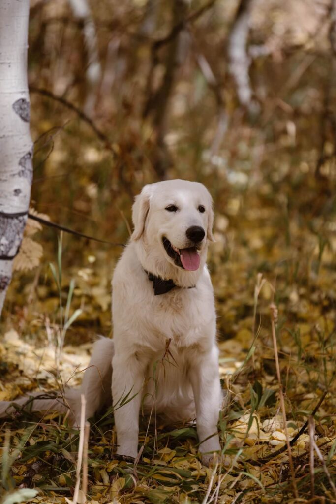 Yellow lab dog sitting in yellow aspen grove waiting for the wedding ceremony to begin