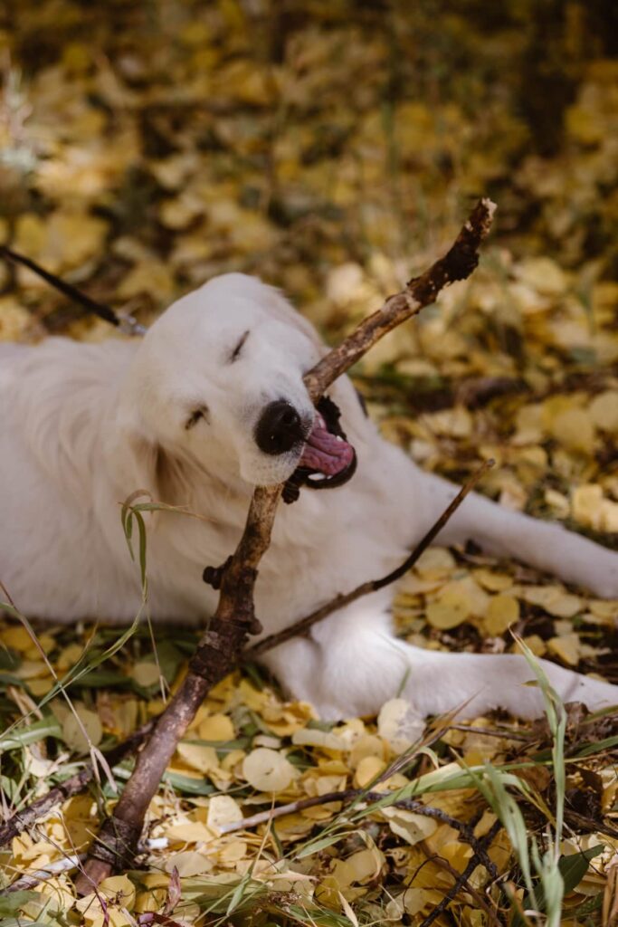 Dog chewing on a stick in the middle of the wedding ceremony