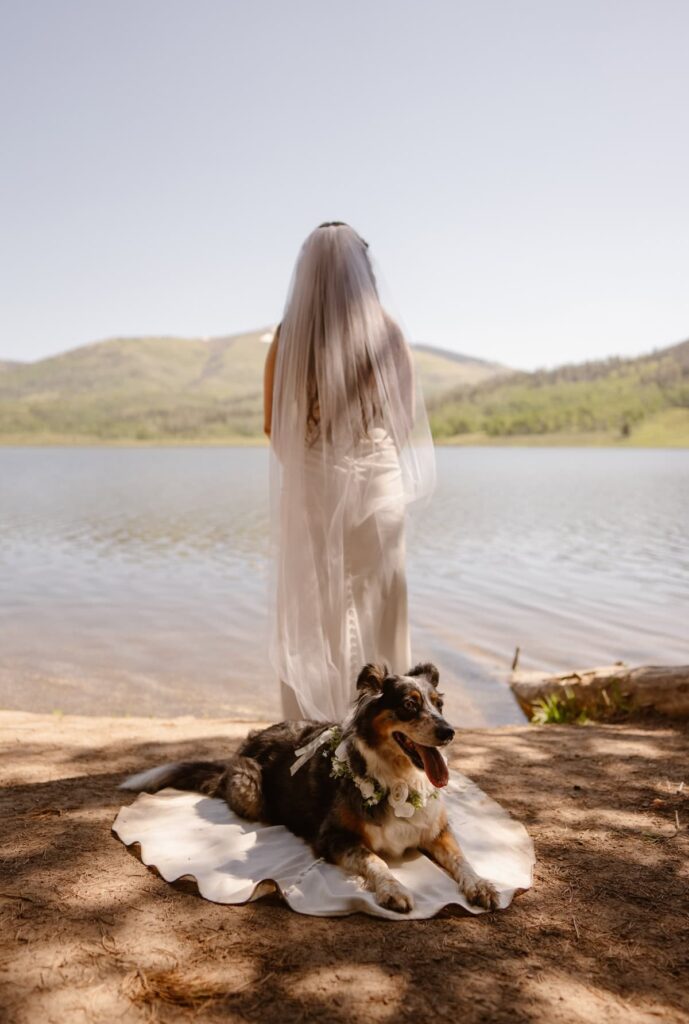 Dog laying on the train of the wedding dress