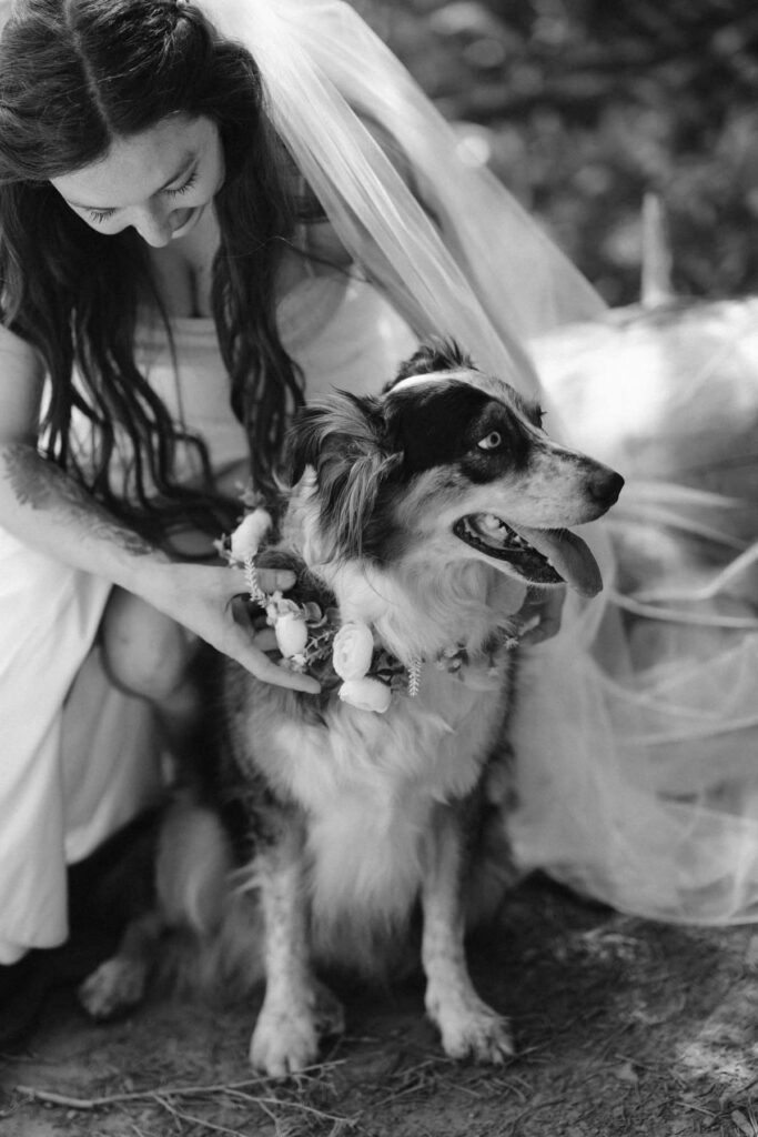 Bride and dog photos