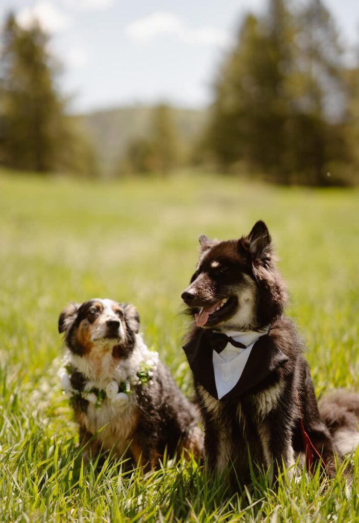 Dogs in their wedding outfits