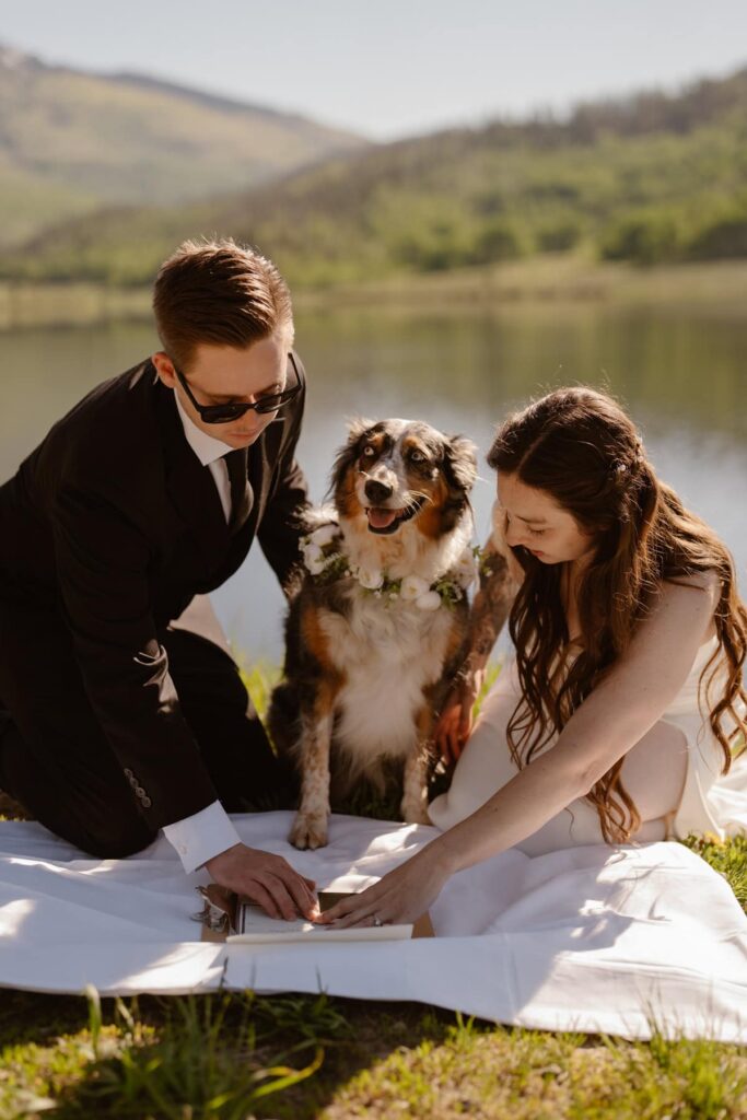 Dogs witnessing Colorado marriage license