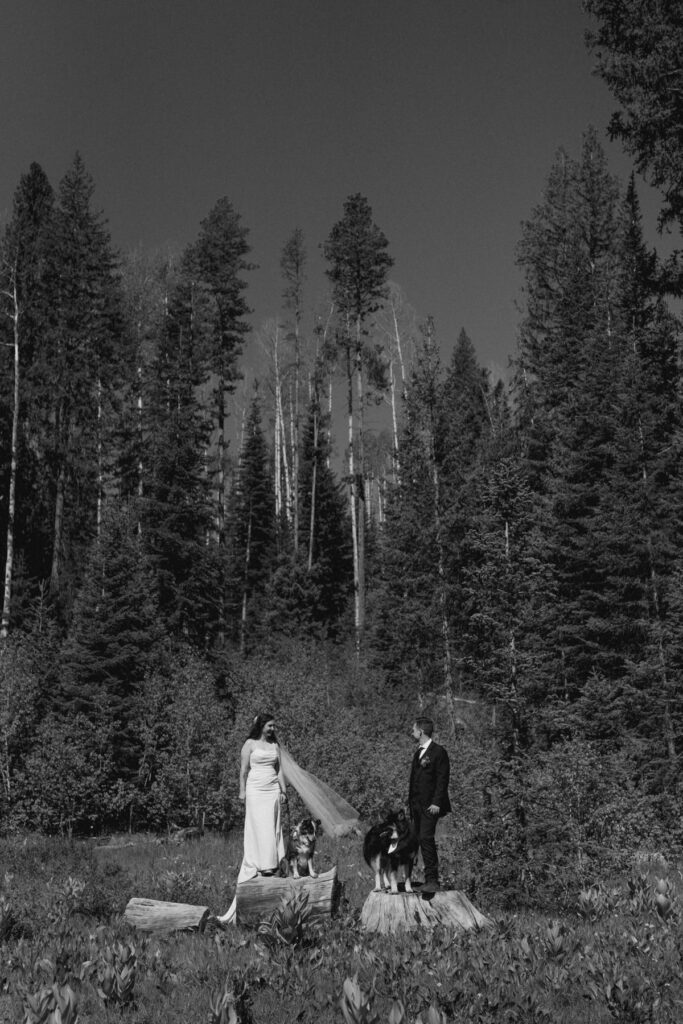 Bride and groom photos with their dogs in the mountains