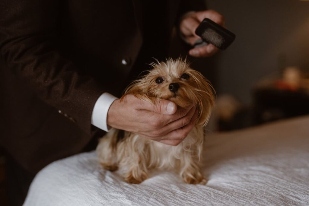 Dog getting ready for the wedding