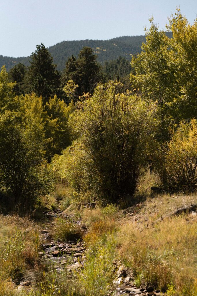 National Forest wedding in Estes Park