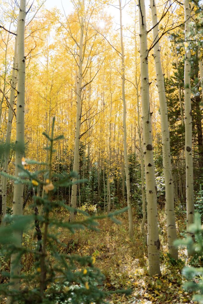 Estes Park National Forest