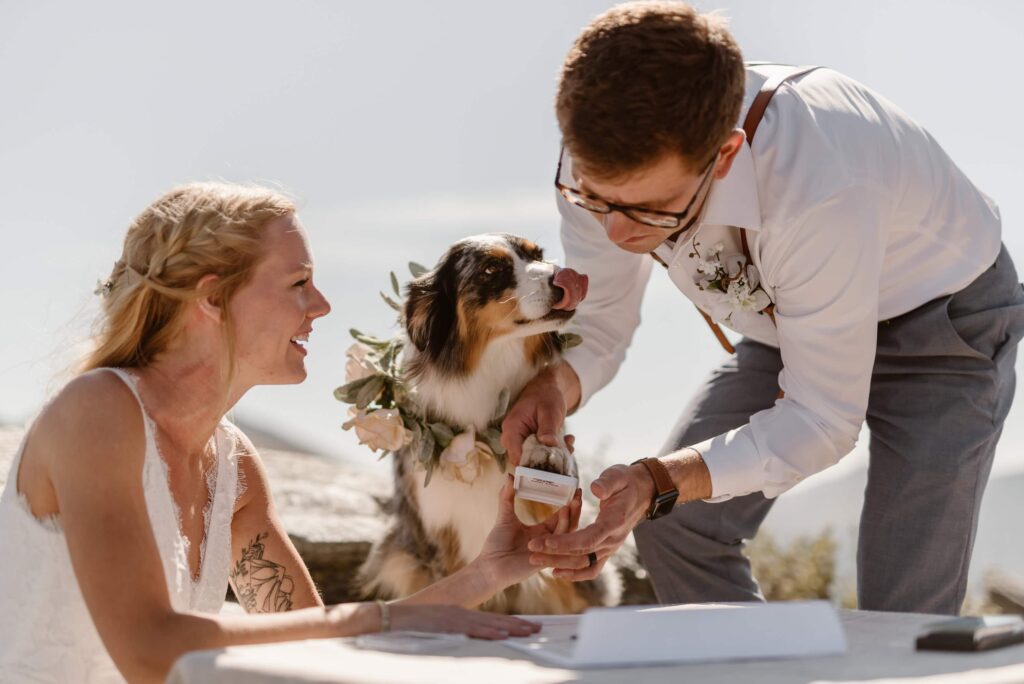 Dog signing marriage license in Colorado