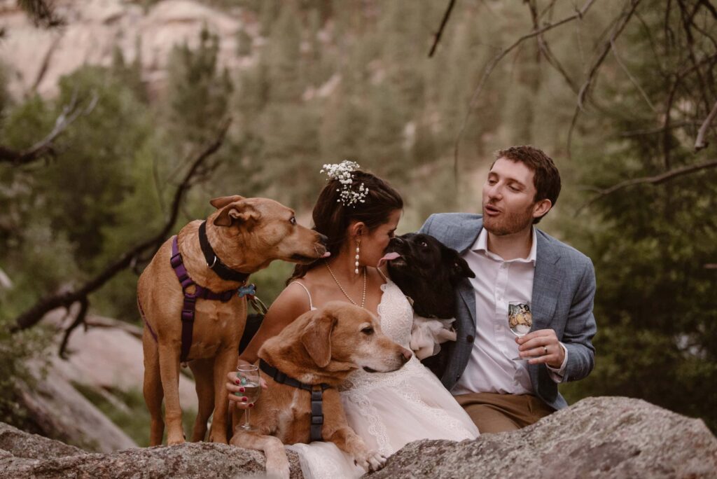 Three dogs at a wedding