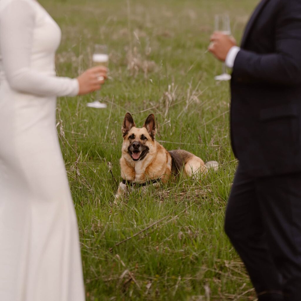 Bride, groom and their dog