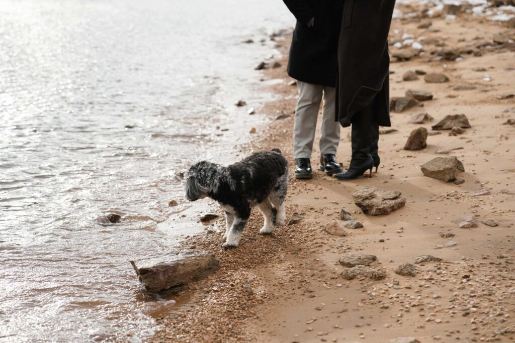 Engagement photos with dog