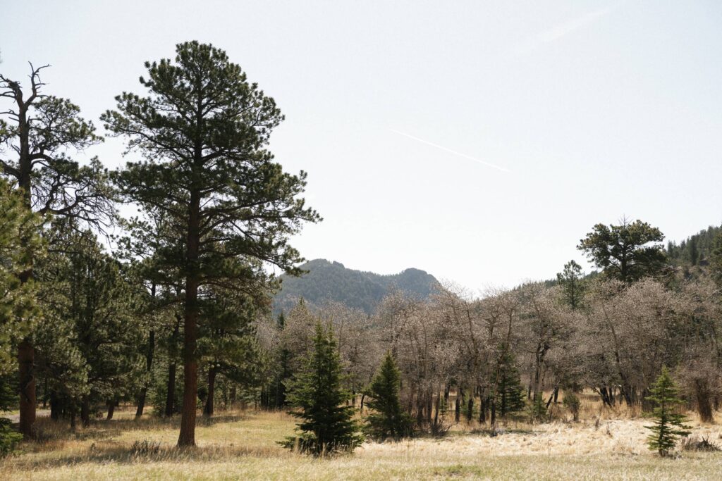 View of aspen grove along the side of Deer Mountain Meadow ceremony site