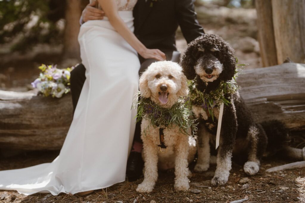 Couple sitting on a log in their wedding attire with dogs