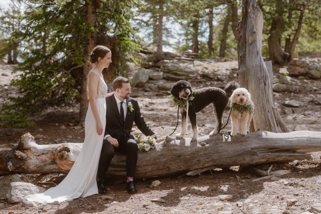 Couple and their dogs on their wedding day