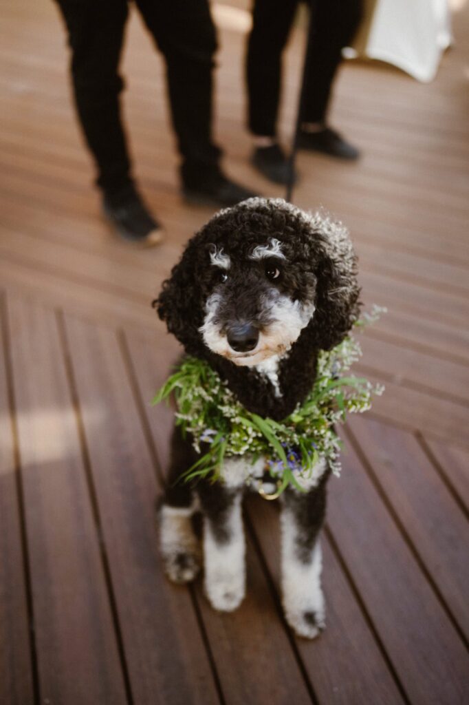 Dog with wedding floral collar