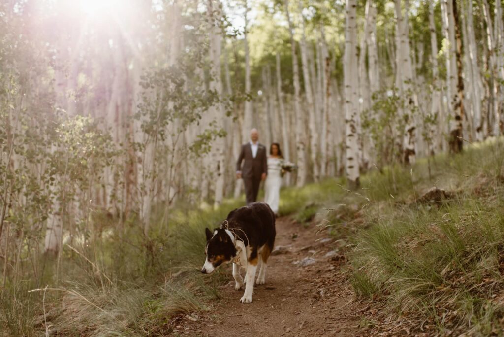 Dog hiking with couple during their Twin Lakes elopement