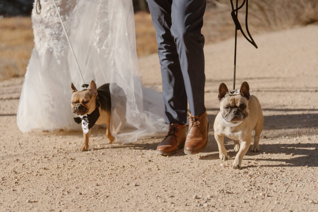 Wedding photos with dogs in Rocky Mountain National Park