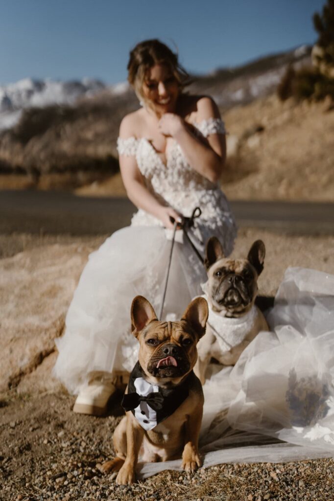 Dogs sitting on bride's wedding dress