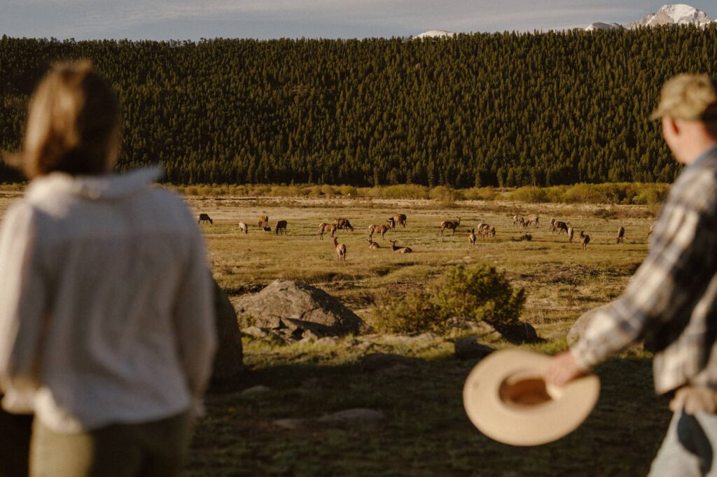 Couple taking engagement photos with elk in Rocky Mountain National Park