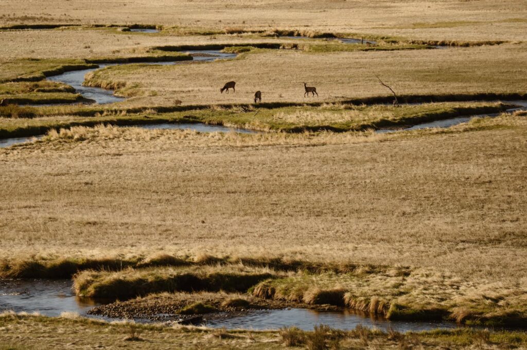 Elk in meadow at Moraine Park