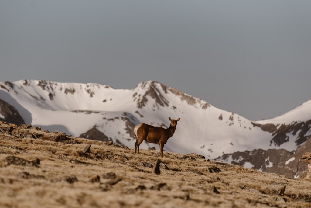 elk standing on top of a mountain ridge with snowy mountaintops in the distance