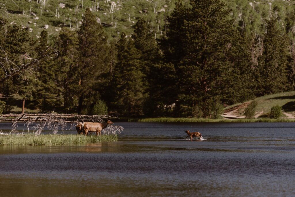 elk with calves at sprague Lake in Rocky Mountain National Park