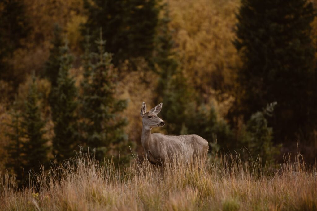 deer in the mountains of Colorado